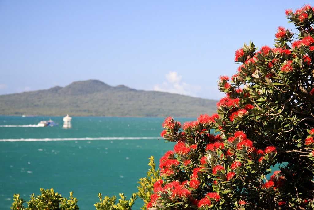 Pohutukawa flowers on Rangitoto Island