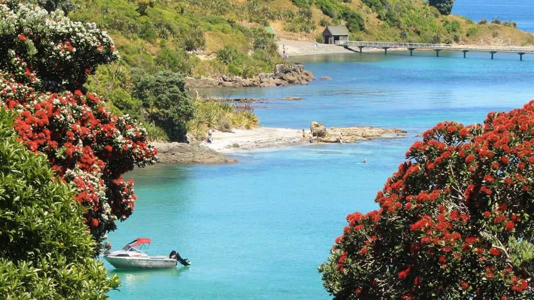 Tiritiri Matangi Island