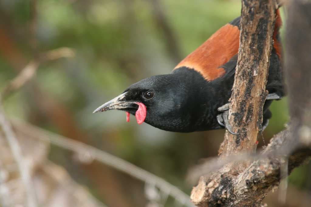 The Rare Tieke/The Saddle Back - Endangered Bird Species, Tiritiri Matangi