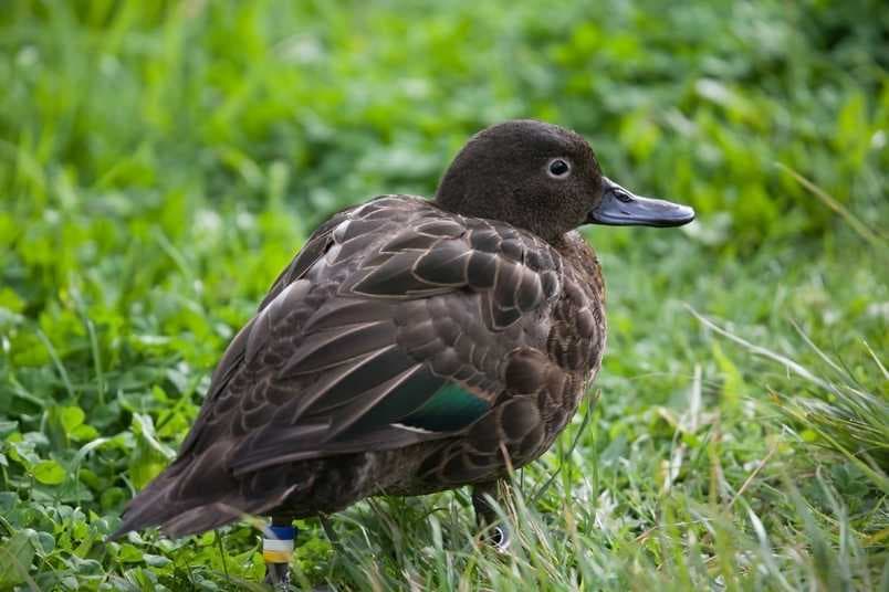 Brown Teal, Tiritiri Matangi