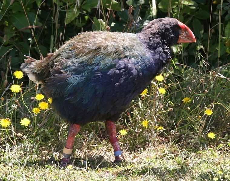 Porphyrio Hochstetteri at Tiritiri Matangi Island