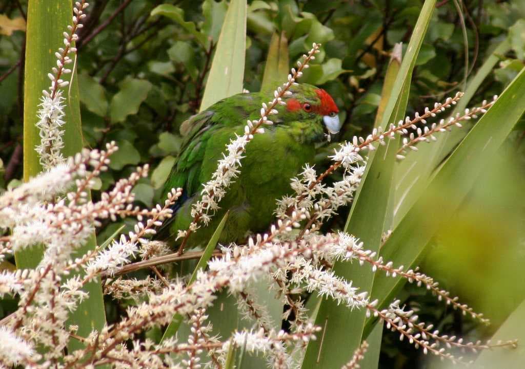 Red-crowned Parakeet on Tiritiri Matangi