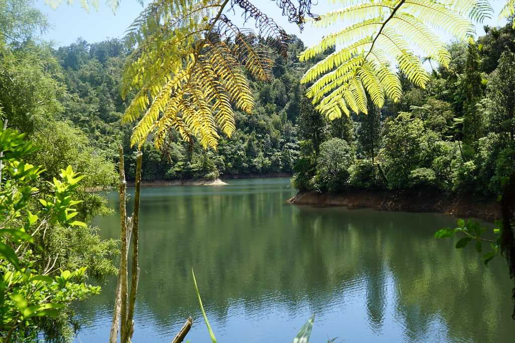 Waitakere Ranges - Home to Many Land-based Mammals