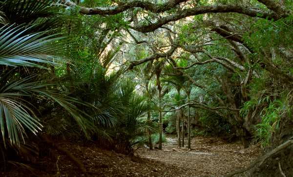 Karekare Pohutukawa, Waitakere Ranges