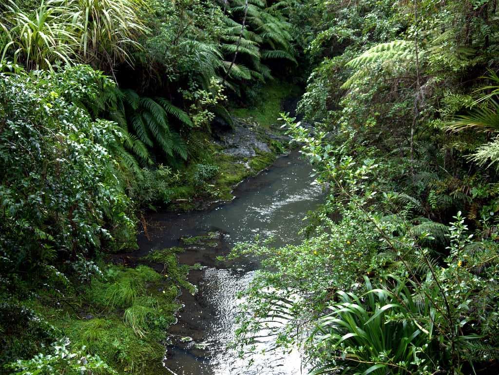 Waitakere Ranges River