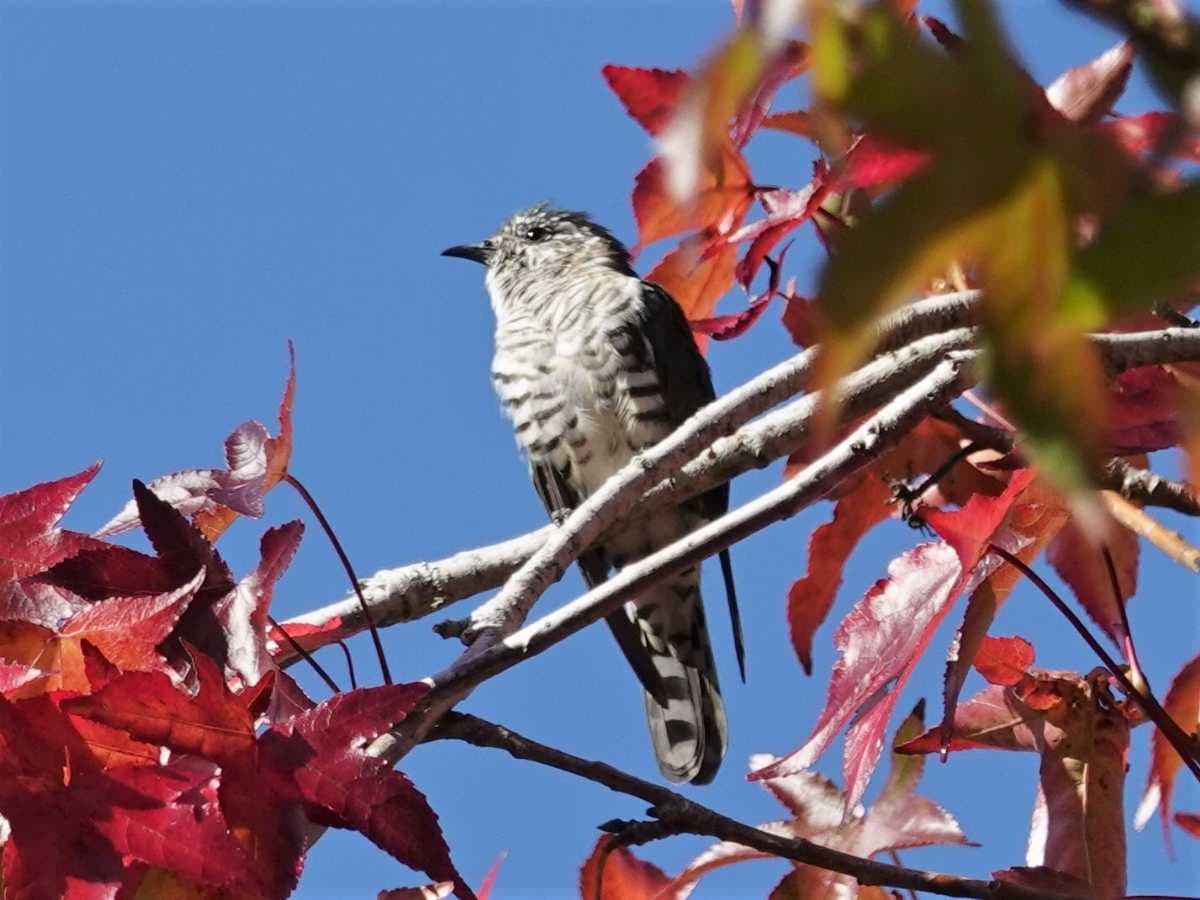 Shining cuckoo - Summer Immigrant Bird at Waitakere Ranges