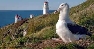 Dunedin