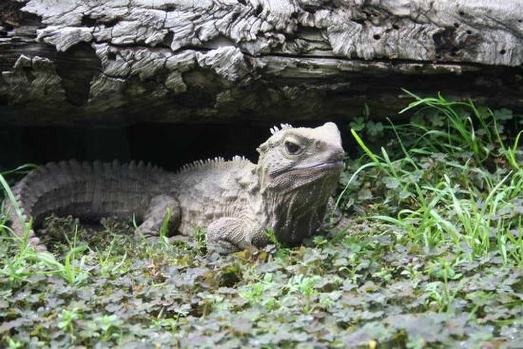 Tuatara enclosure