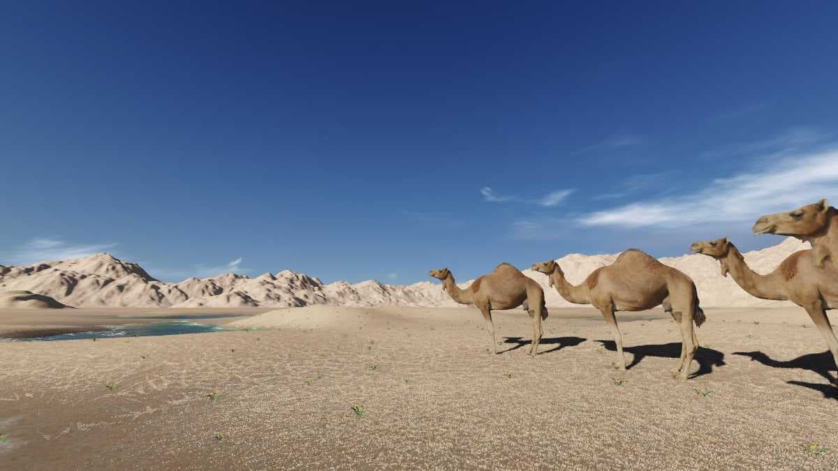 Camels in Al Suwaiq Desert