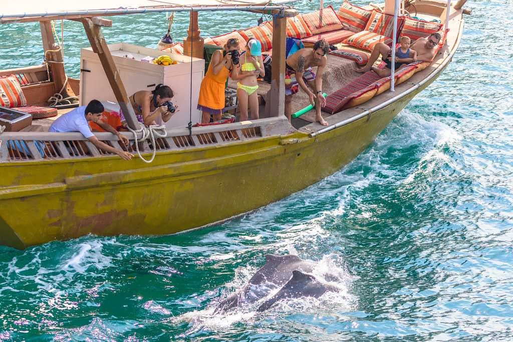 Dolphin Watching in Musandam