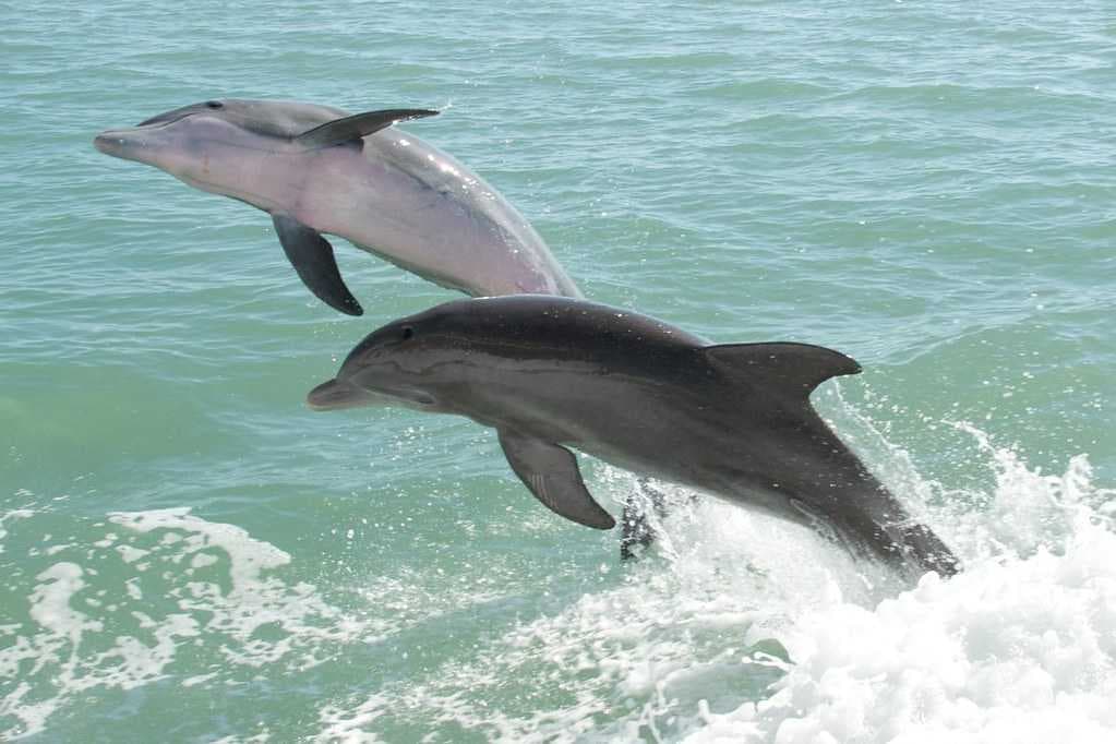 Dolphin watching - Must do Activity