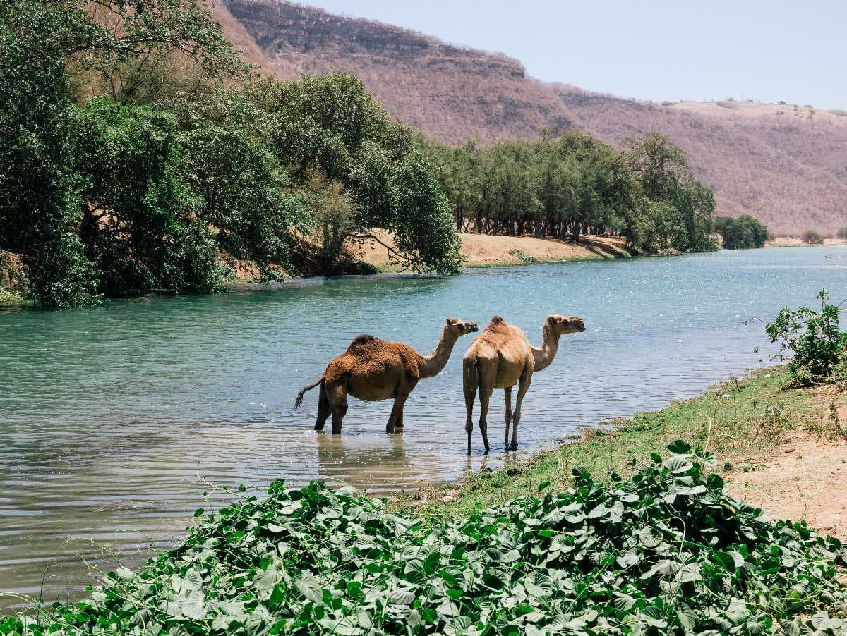 Wadi Darbat Lake View