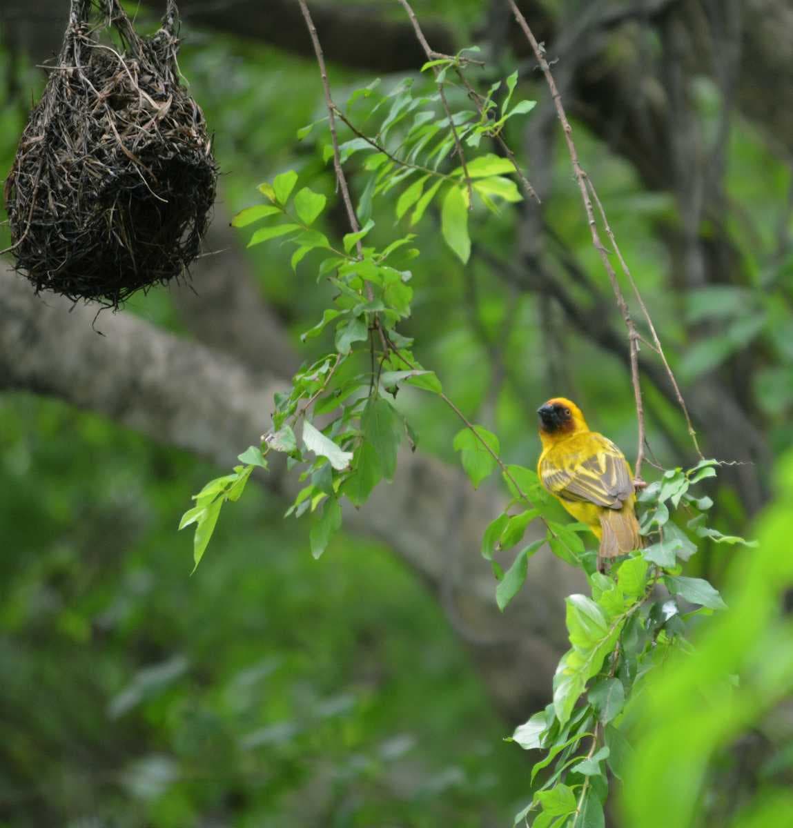 Weaver Birds Found in Wadi Darbat