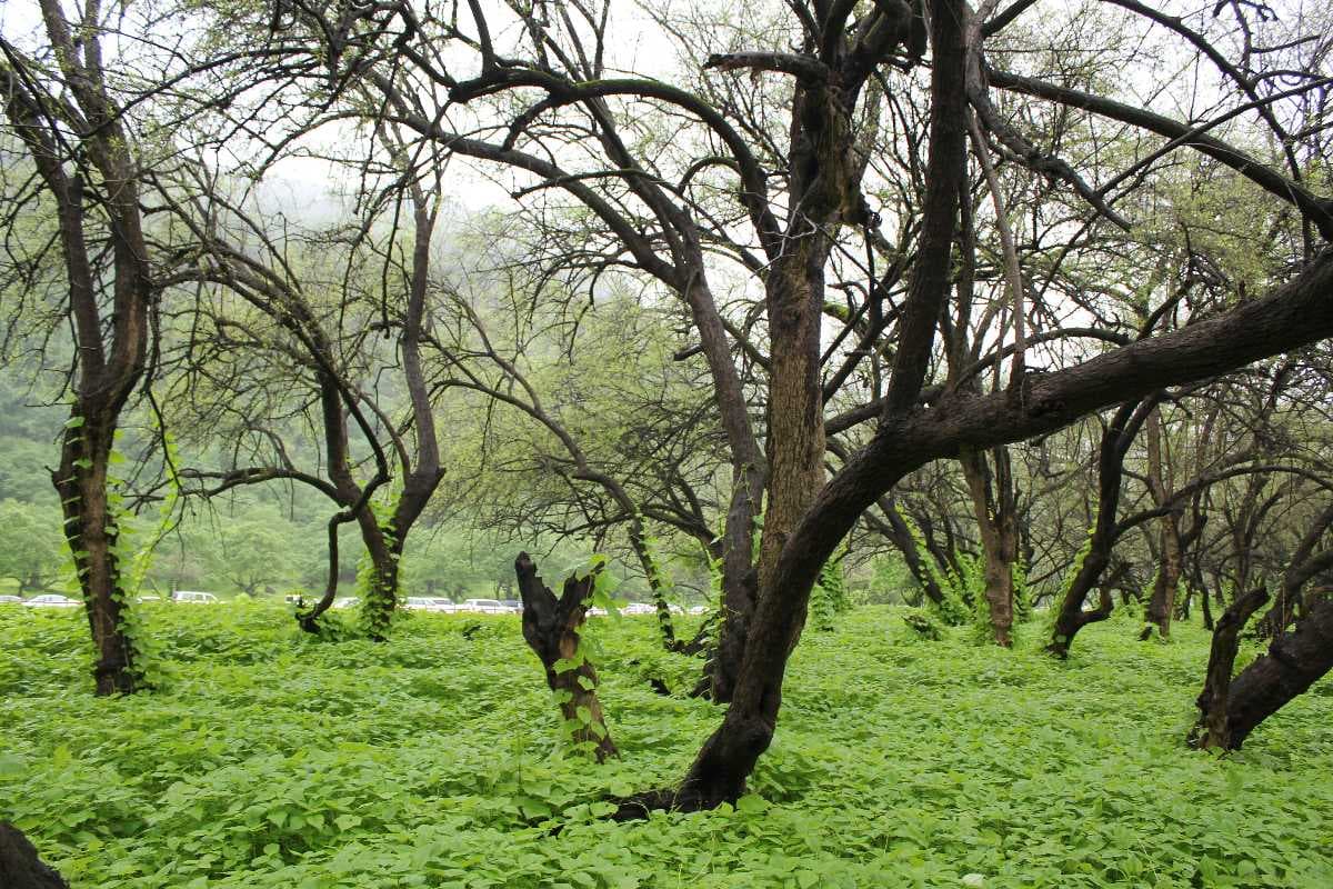 Trees can be found Every where in Wadi Darbat