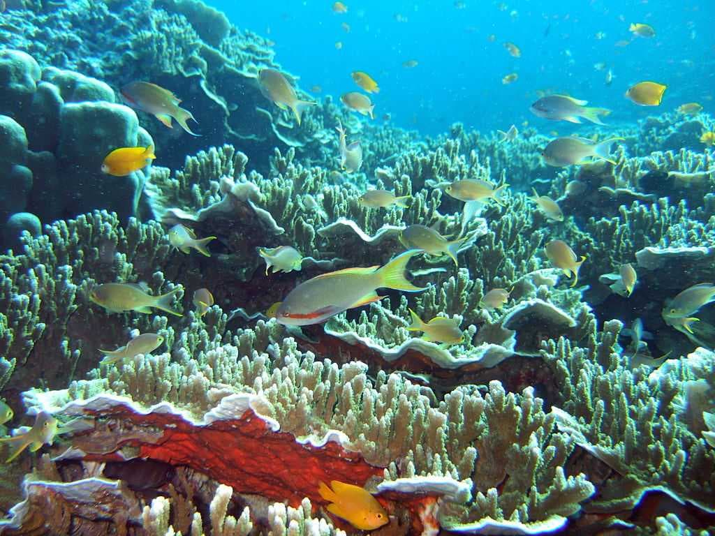 Coral reef