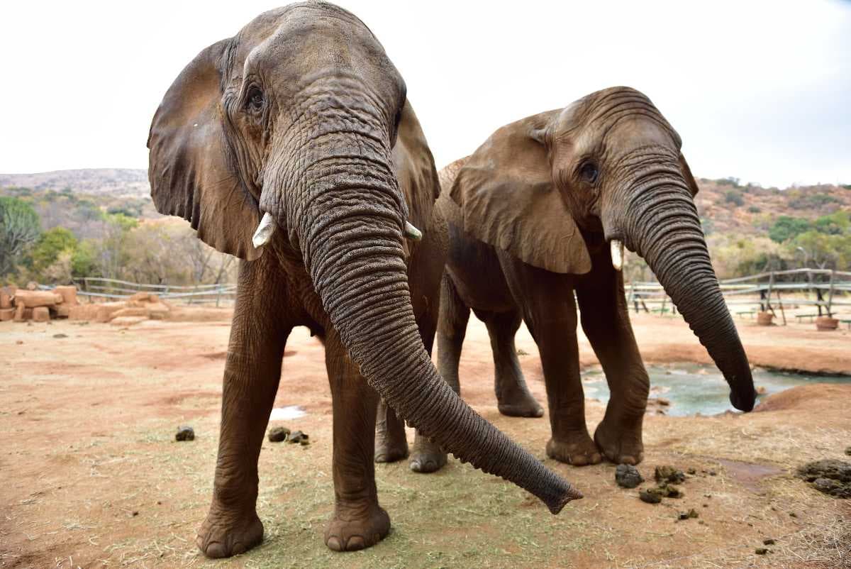 elephants, hartbeespoort
