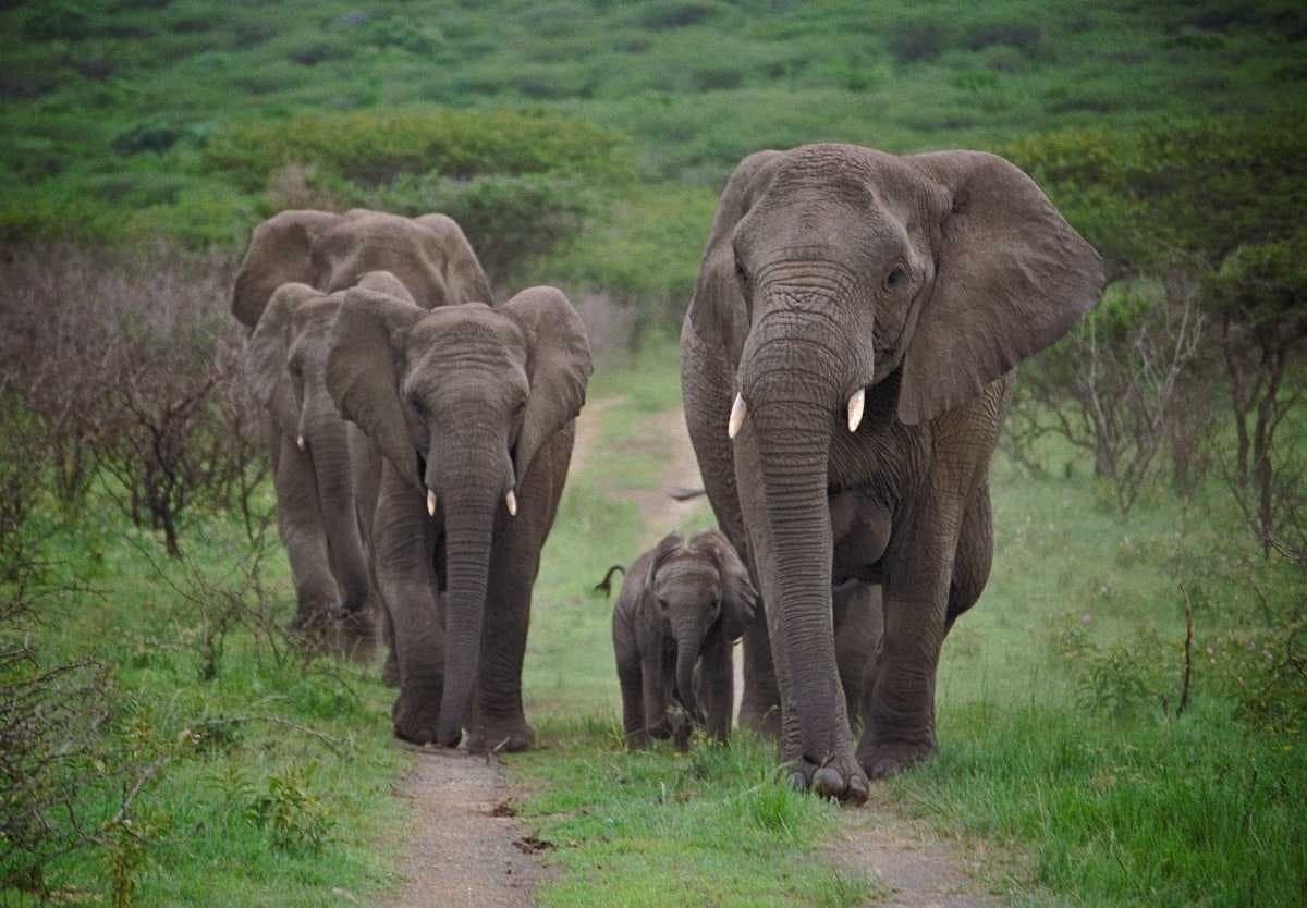 Elephant whispers