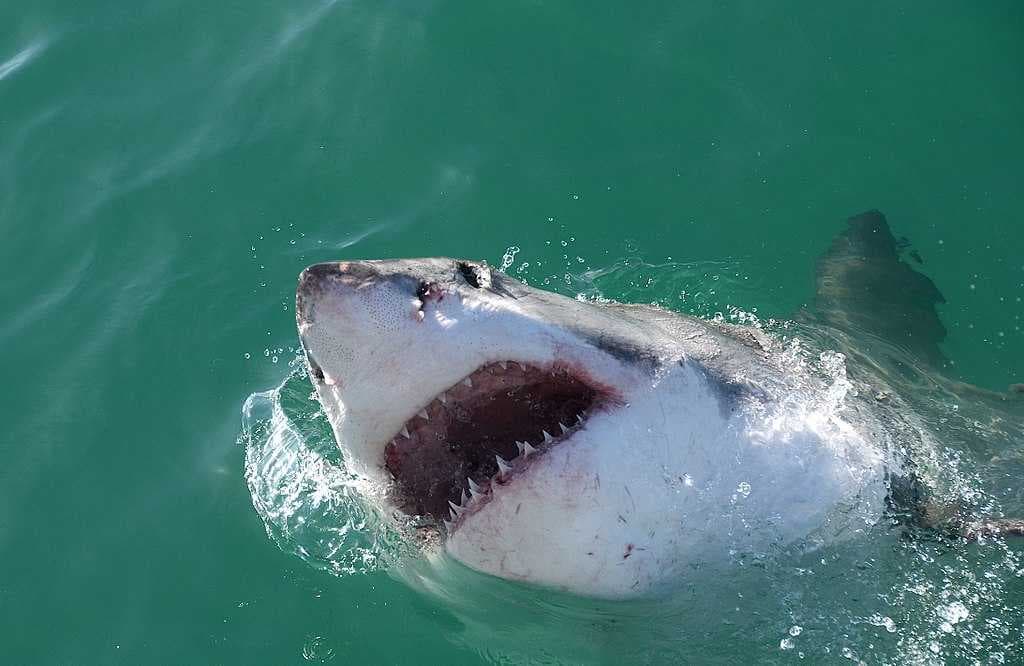 Hermanus travel image