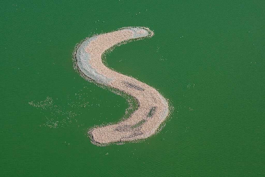 Flamingos on an artificial island in Kamfers Dam. This feature was submerged for a time as water levels rose in 2012