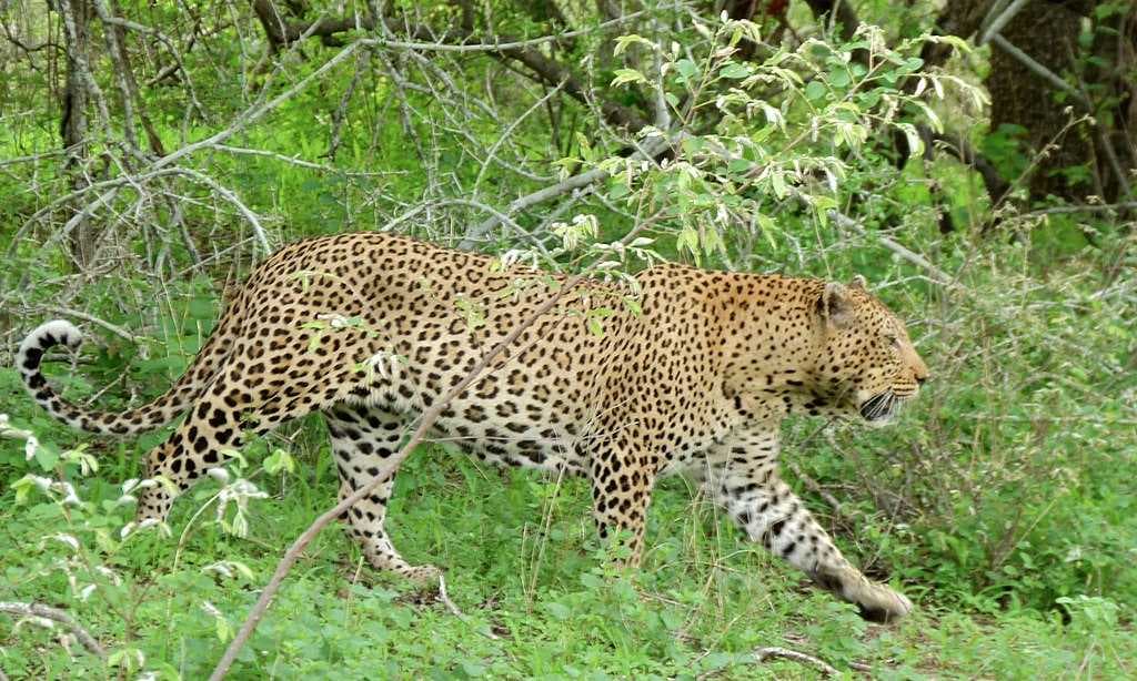 Kruger National Park travel image