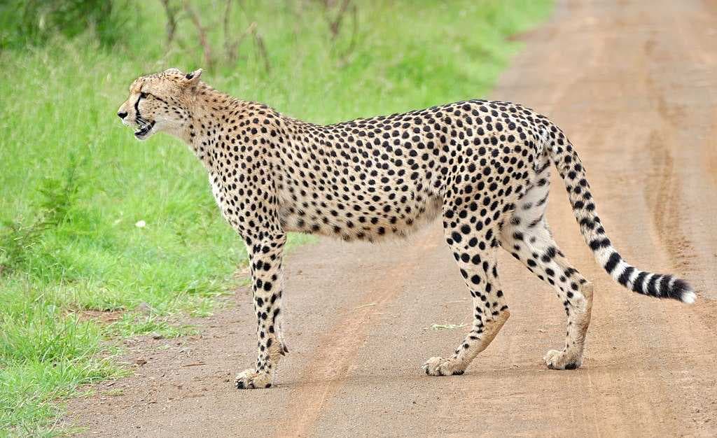 Kruger National Park travel image