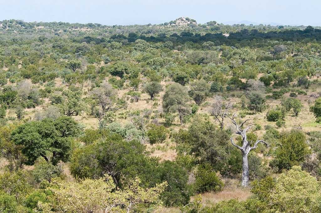 Kruger National Park travel image