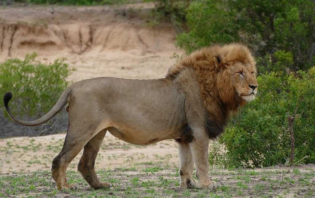 Kruger National Park travel image