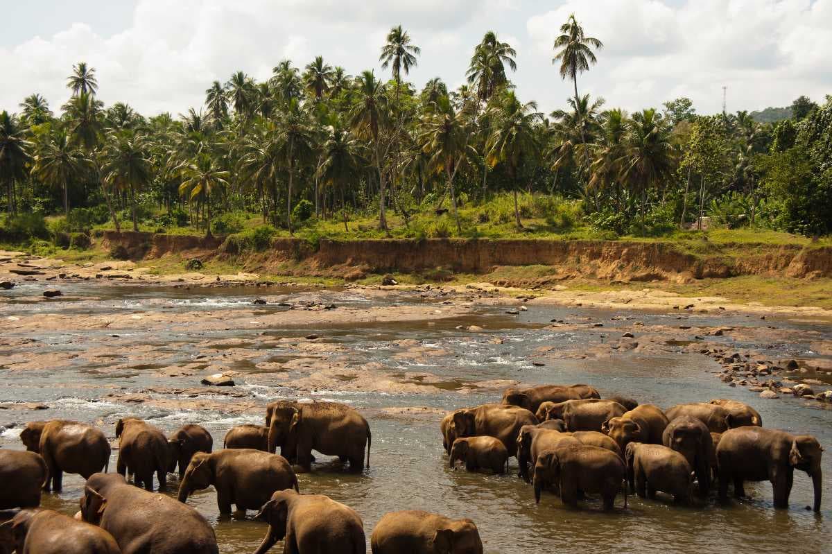 National Park in Sri Lanka