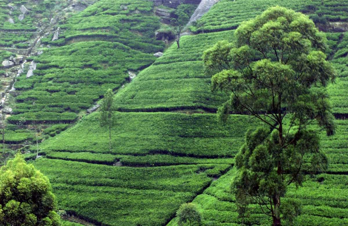 Sri Lanka Tea Gardens