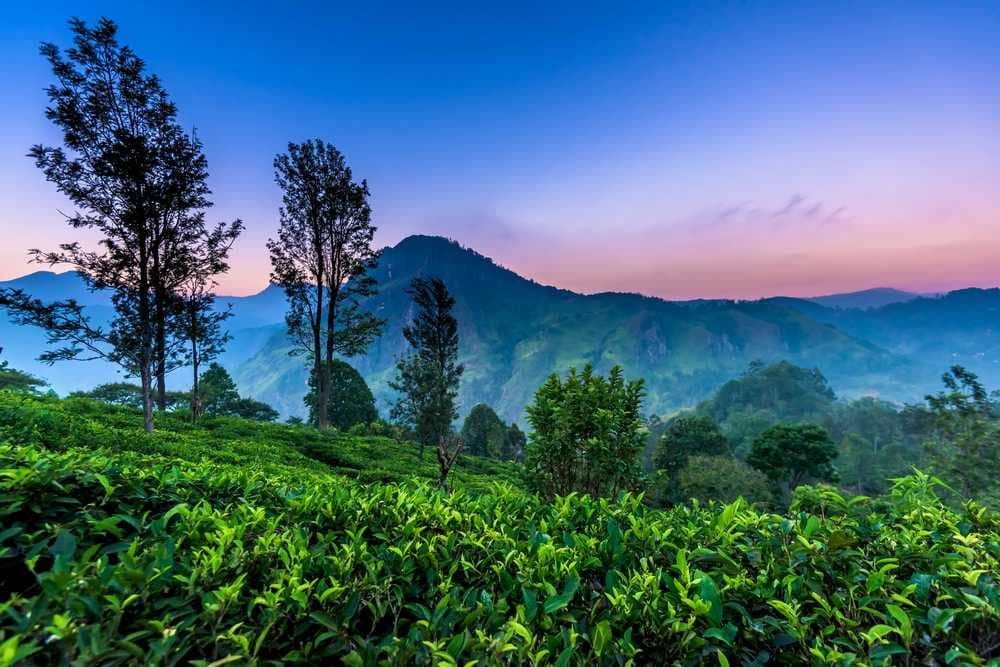 Adam's Peak