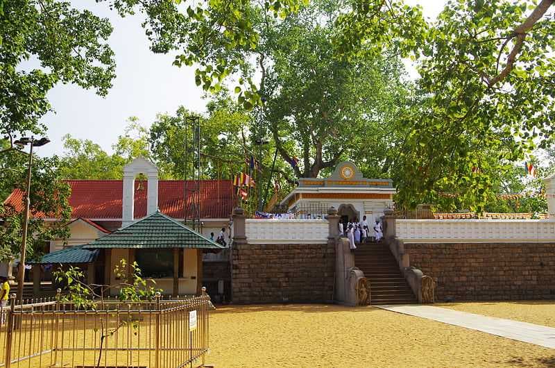 Sri Maha Bodhi