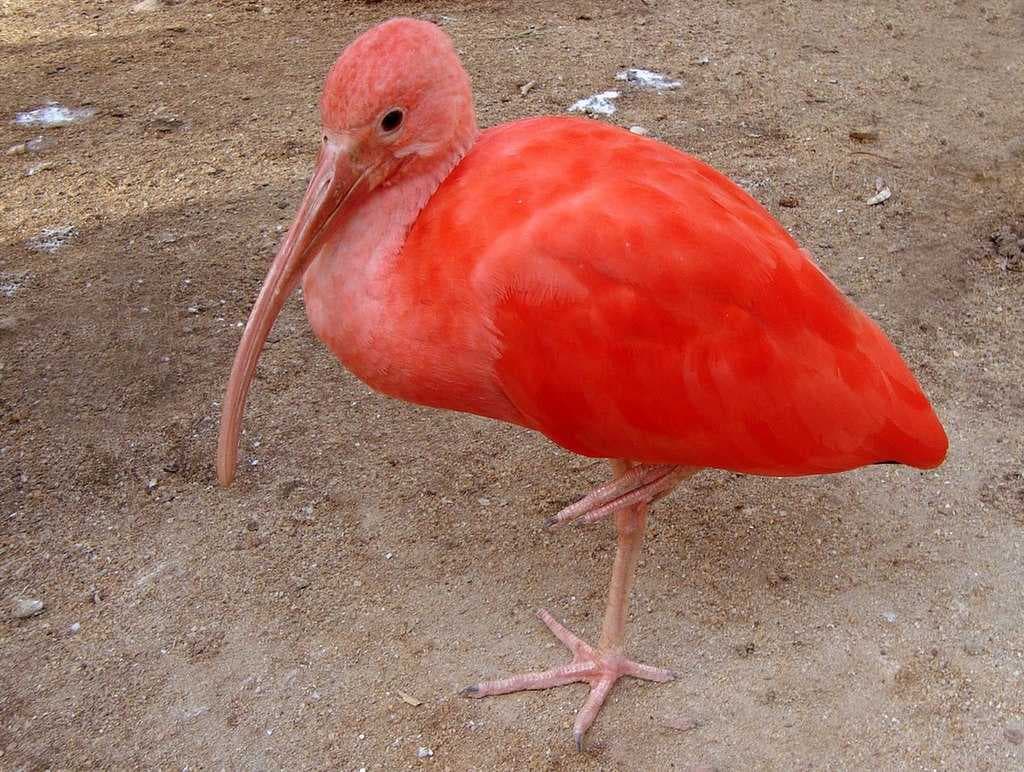 Colombo Dehiwala Zoo travel image