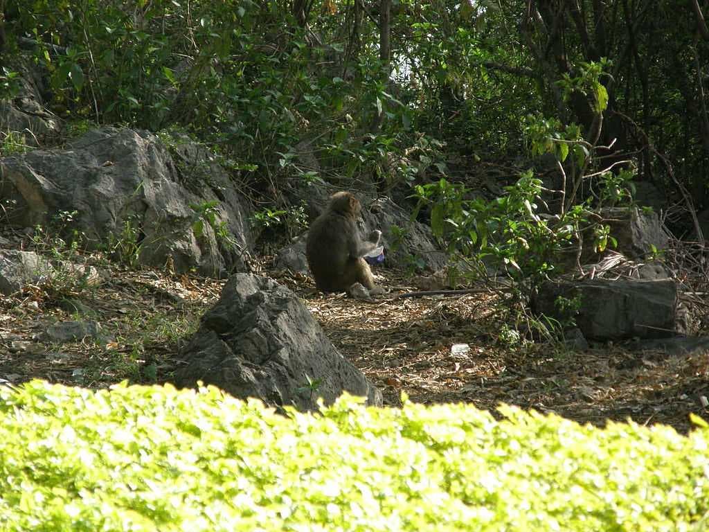 Colombo Dehiwala Zoo travel image