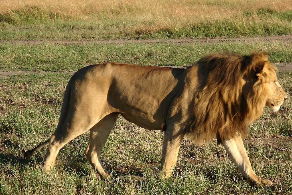 Colombo Dehiwala Zoo travel image