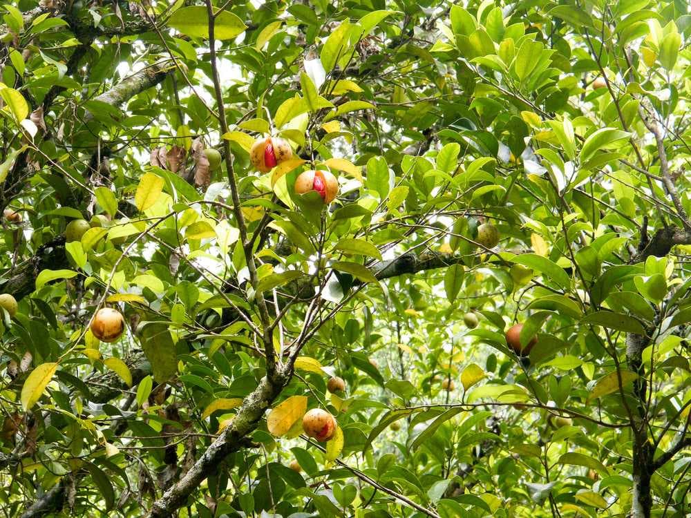 Ella Spice Garden - Houses more than 4000 Trees