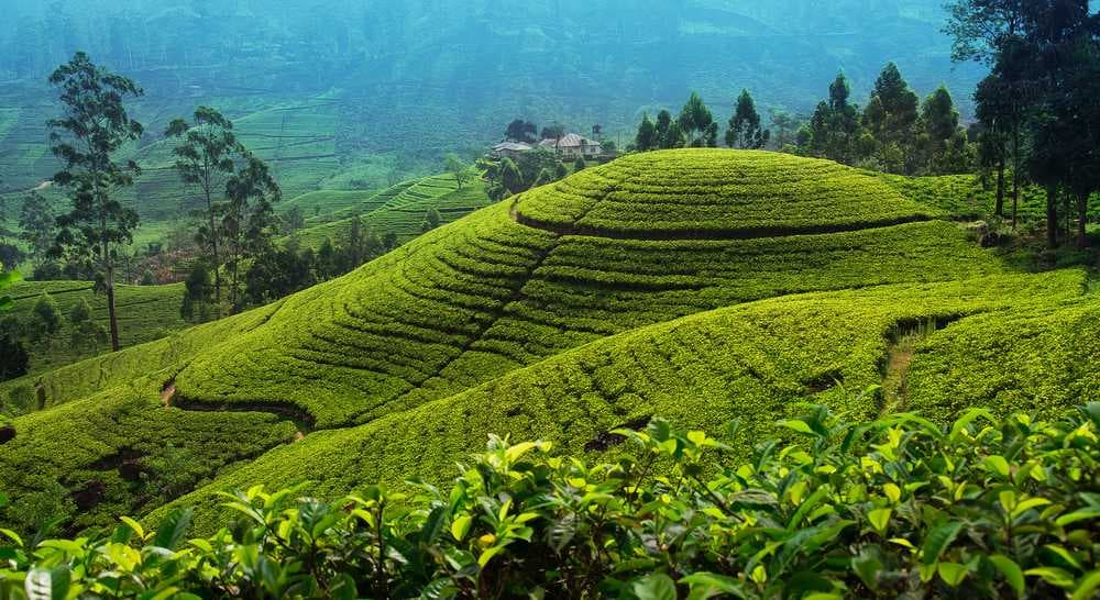 Scenic View of Tea Plantations, Nuwara Elliya