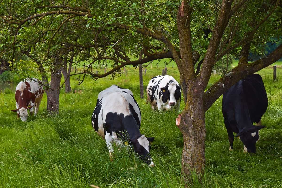 Ambewela Farm