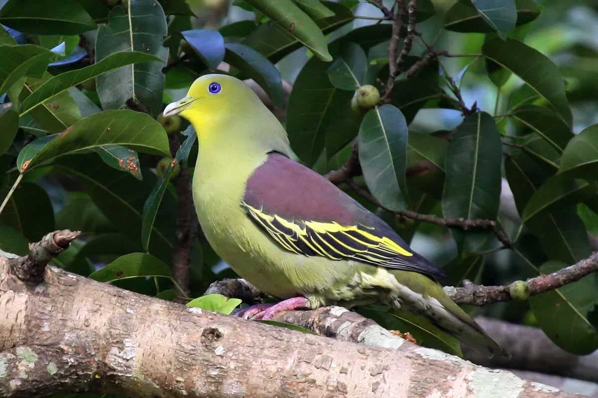 Rare Green Pigeon Spotted in Kaudulla National Park