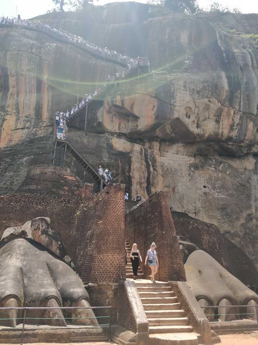 Lion's Paws travel image