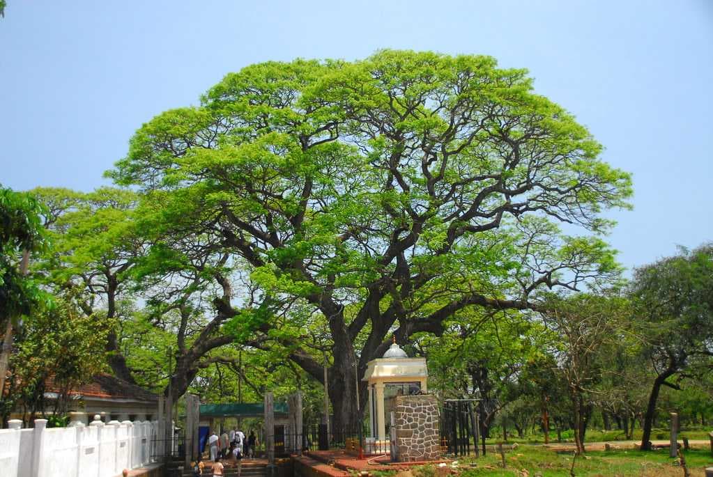 Vavuniya