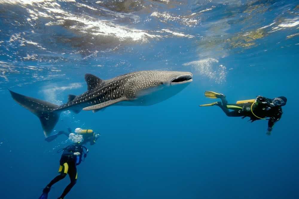 Weligama