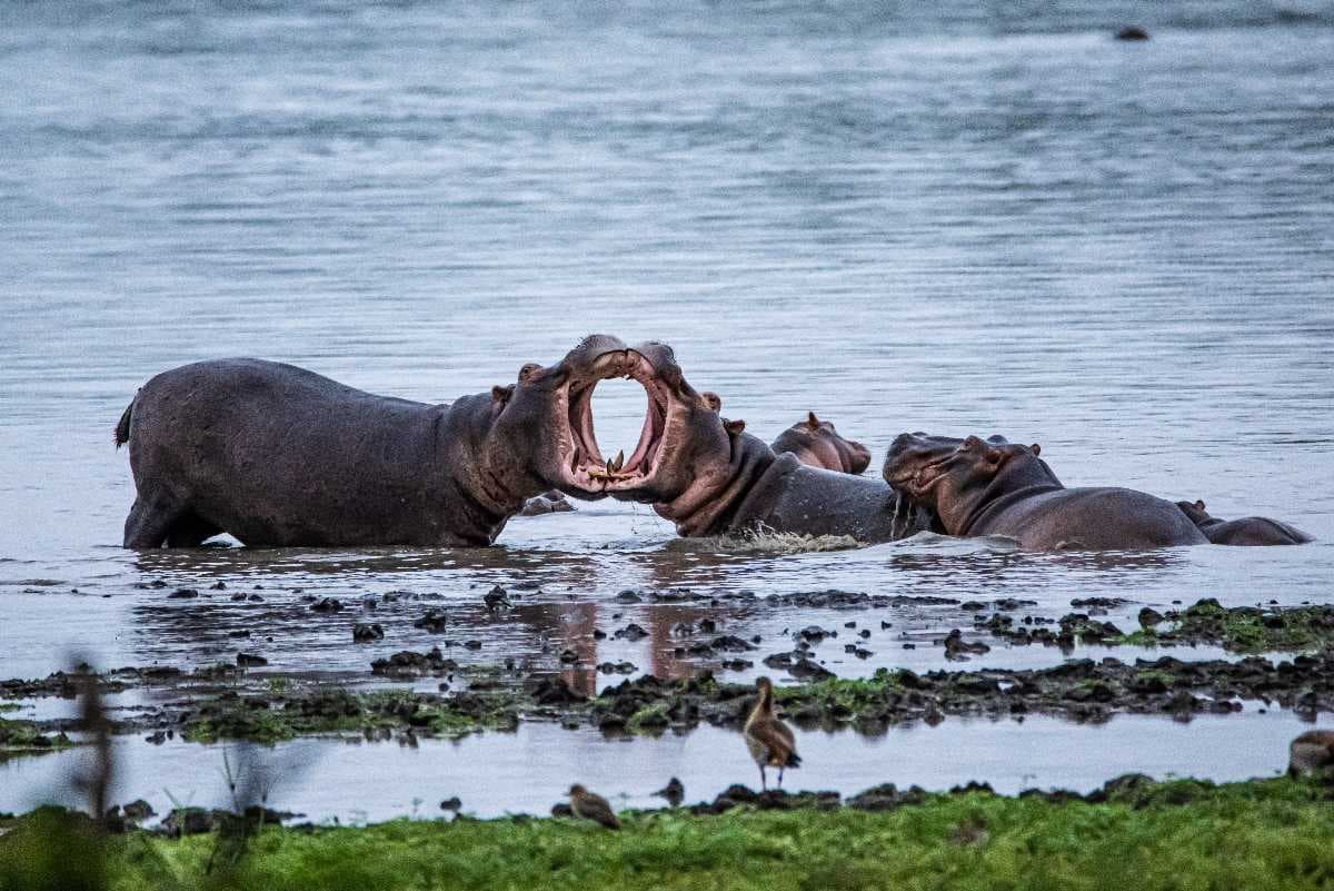 Katavi National Park