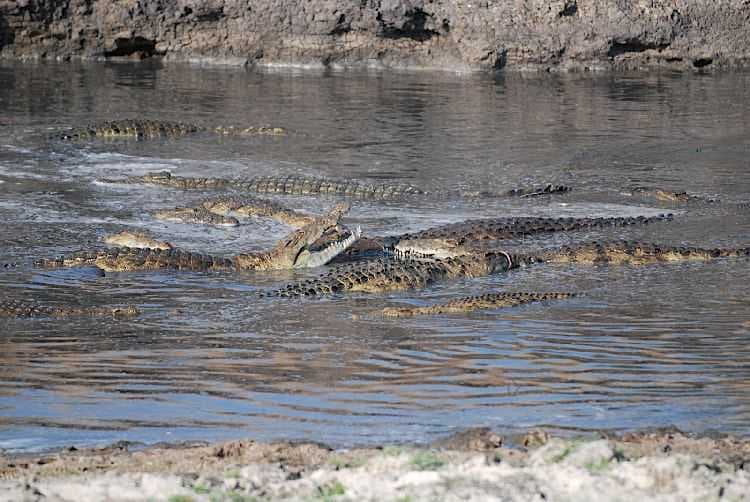 katavi, crocodile