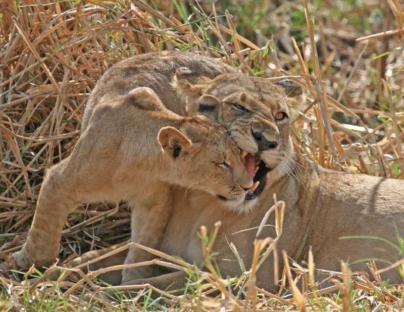 katavi, tanzania, lion