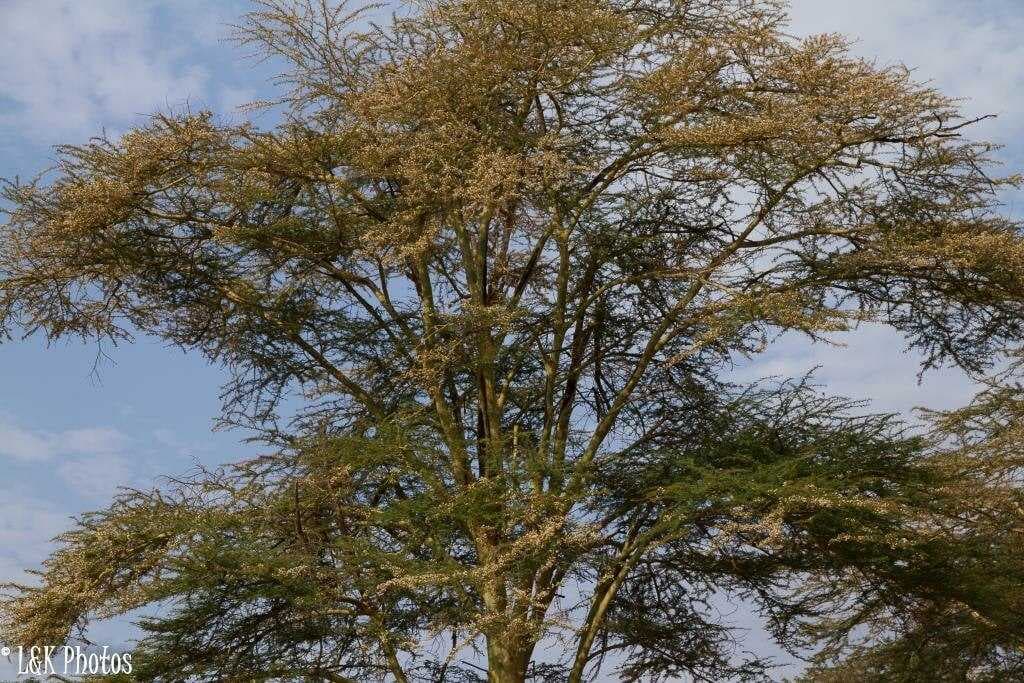 A fever acacia in Lake Manyara National Park