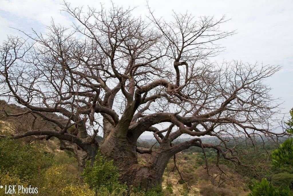 An African Baobab in Lake Manyara National Park.