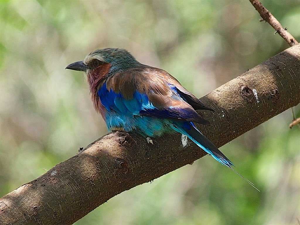 Lilac-breasted roller