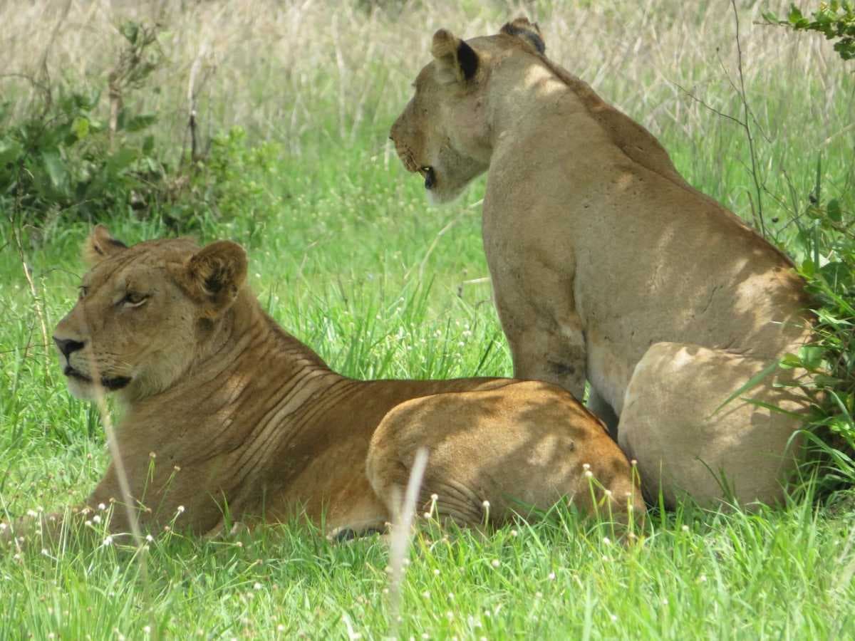 Mikumi National Park