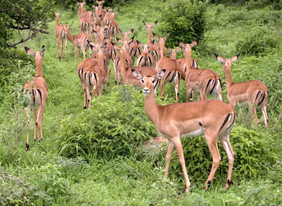 Ruaha National Park