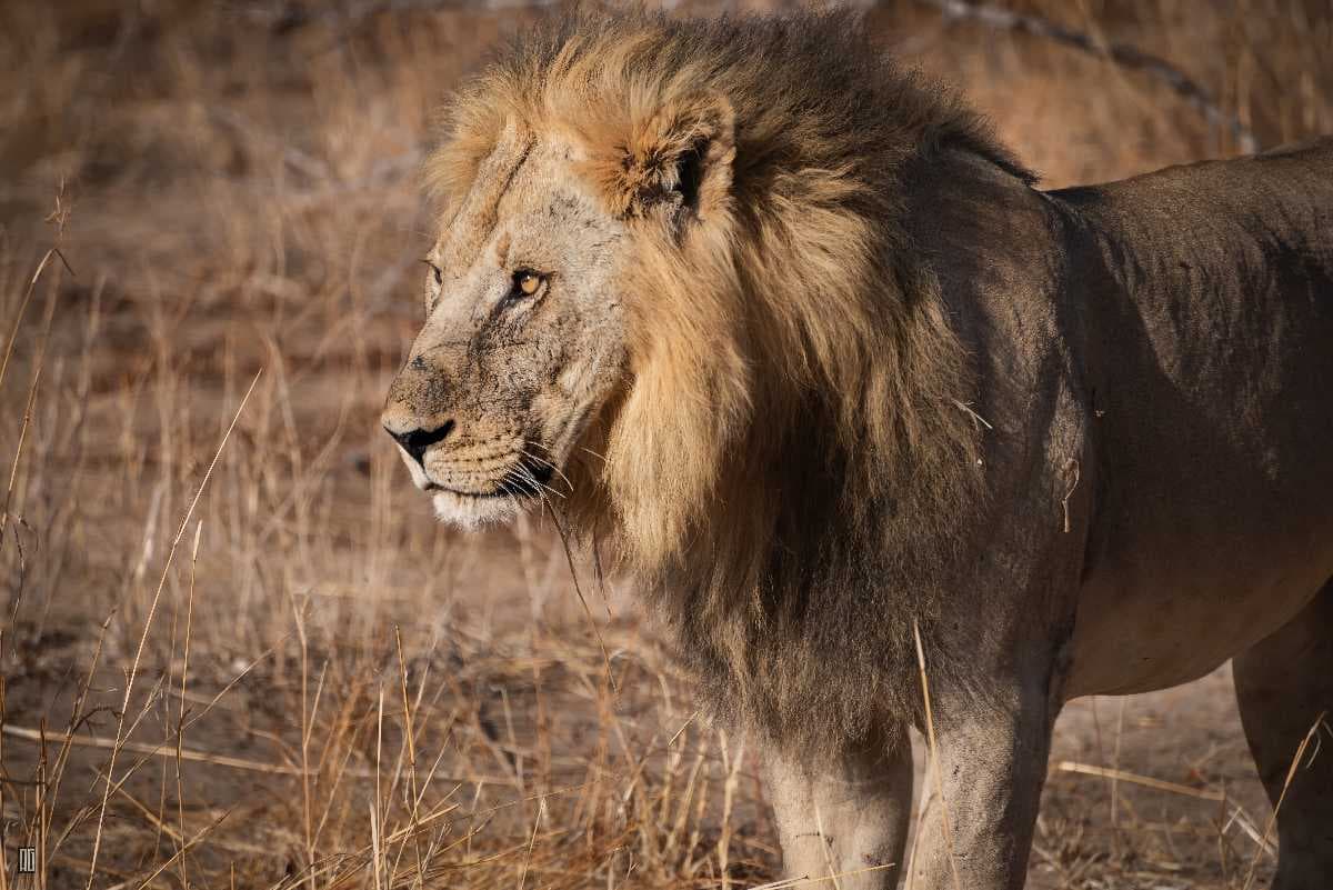 Ruaha National Park